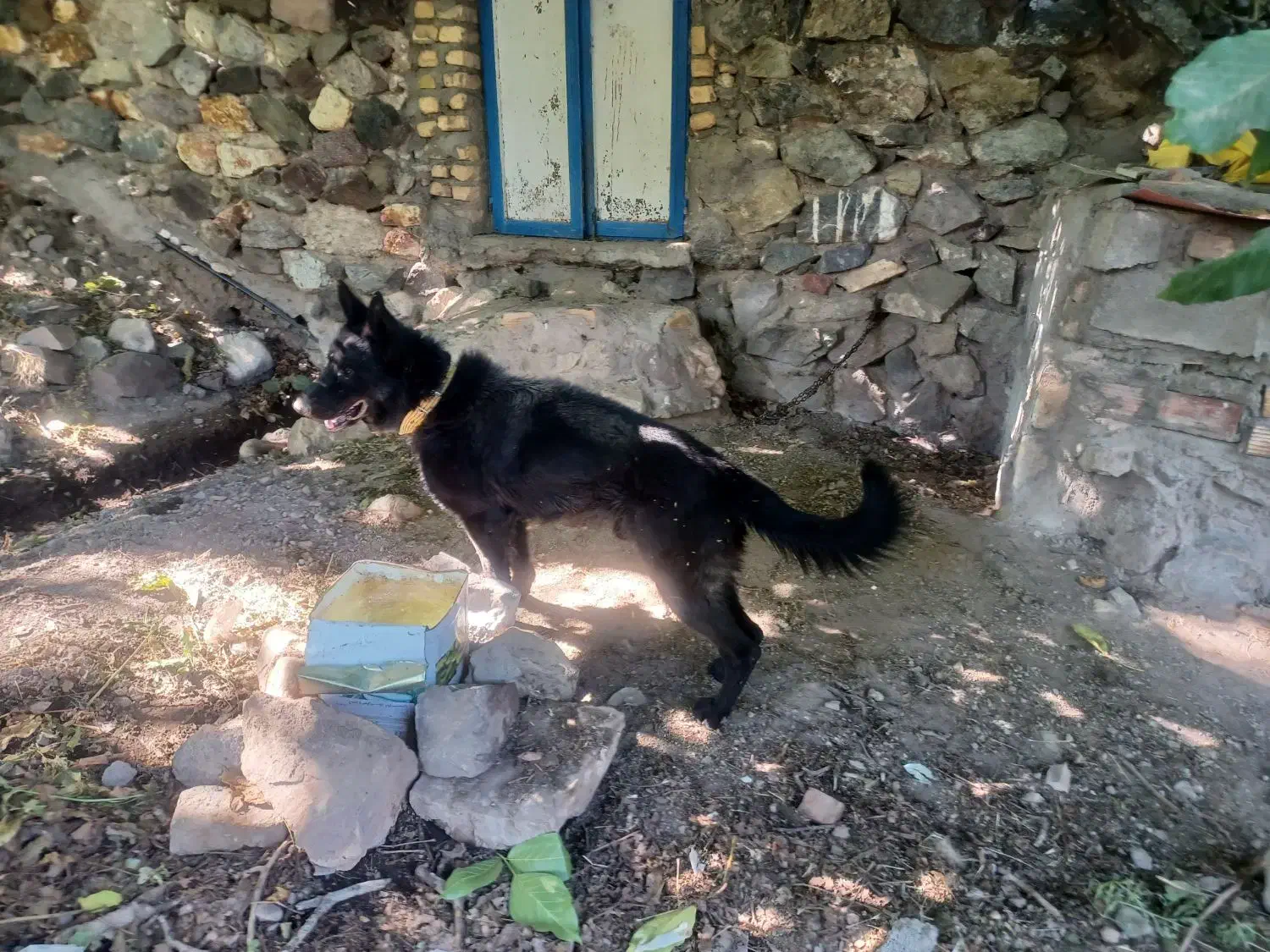 سگ ژرمن بلک|سگ|بم, |دیوار