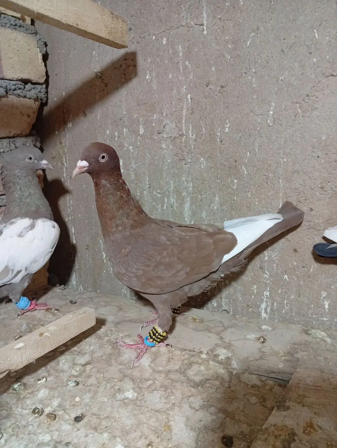 ۴ تا رنگی پرشی|پرنده|تاکستان, |دیوار