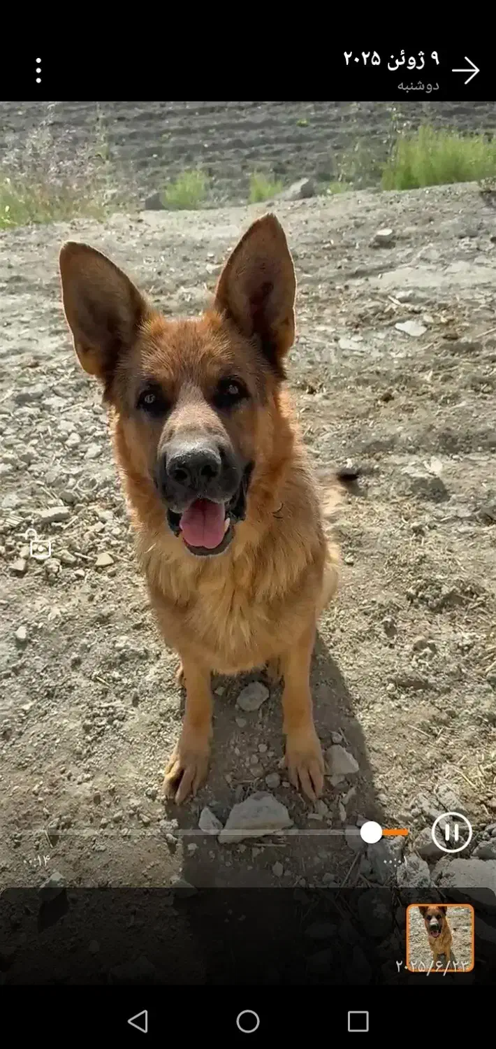 دو عدد توله 6ماهه ماده از این مولد|سگ|اسفراین, |دیوار