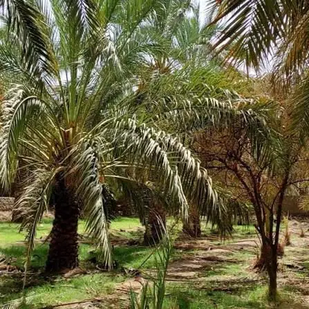 باغ|فروش دفتر صنعتی، کشاورزی، تجاری|بم, |دیوار