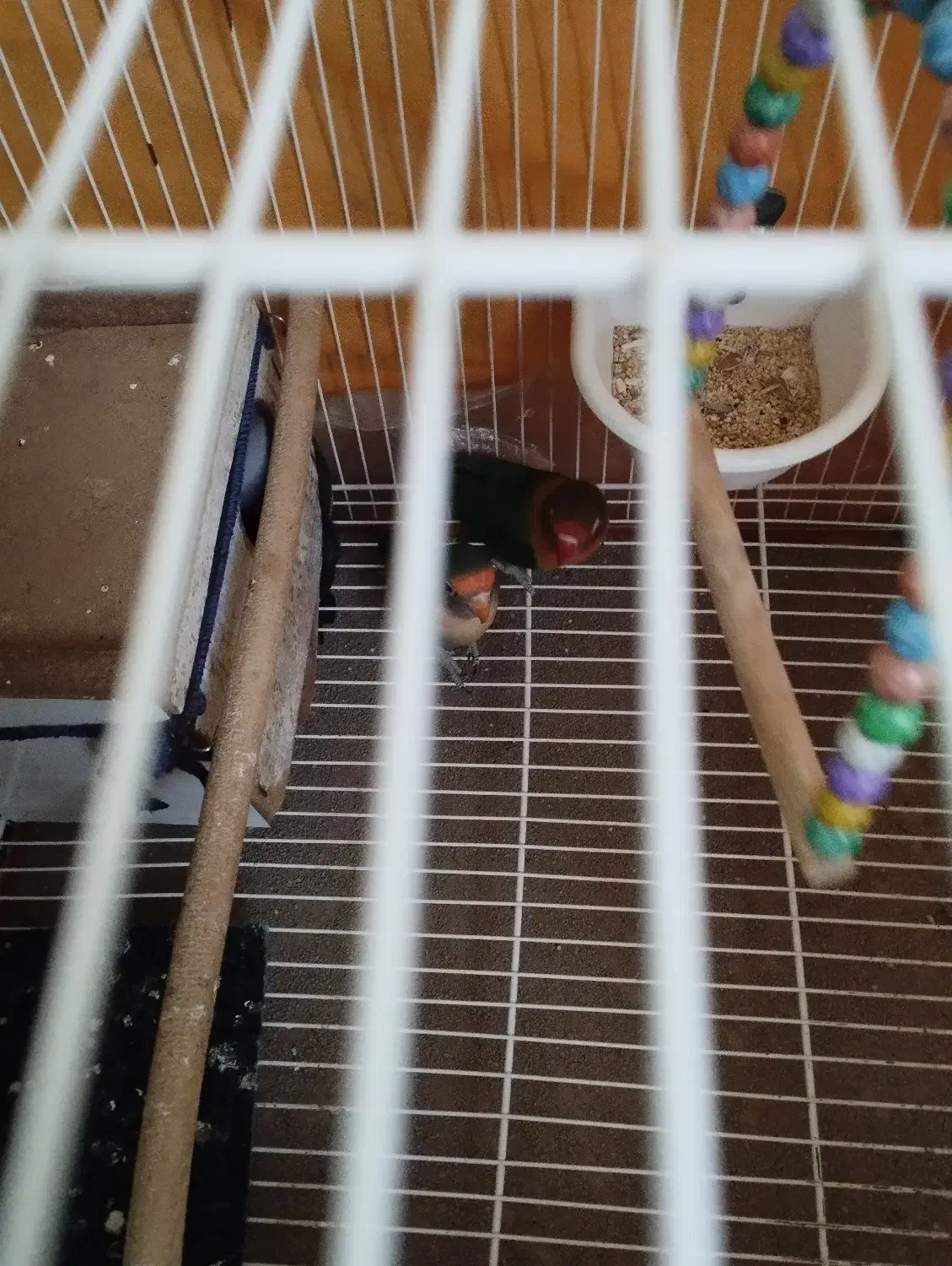 طوطی کوتوله برزیلی|پرنده|شیروان (خراسان), |دیوار