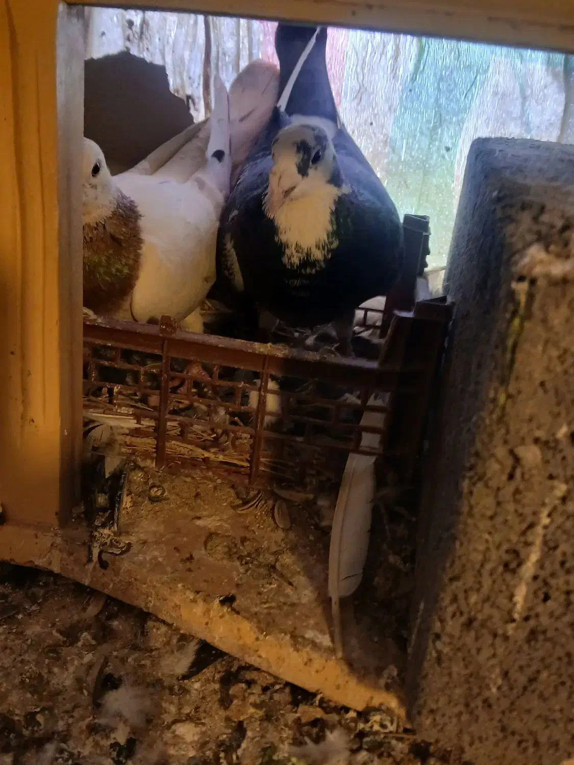 کبوتر سالم بدون مریضی نر هس عالی|پرنده|جغتای, |دیوار