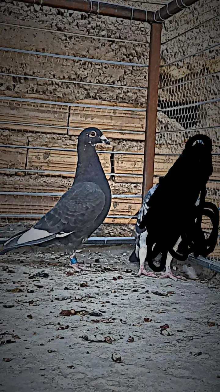 نر قره چاپی|پرنده|بیرجند, |دیوار