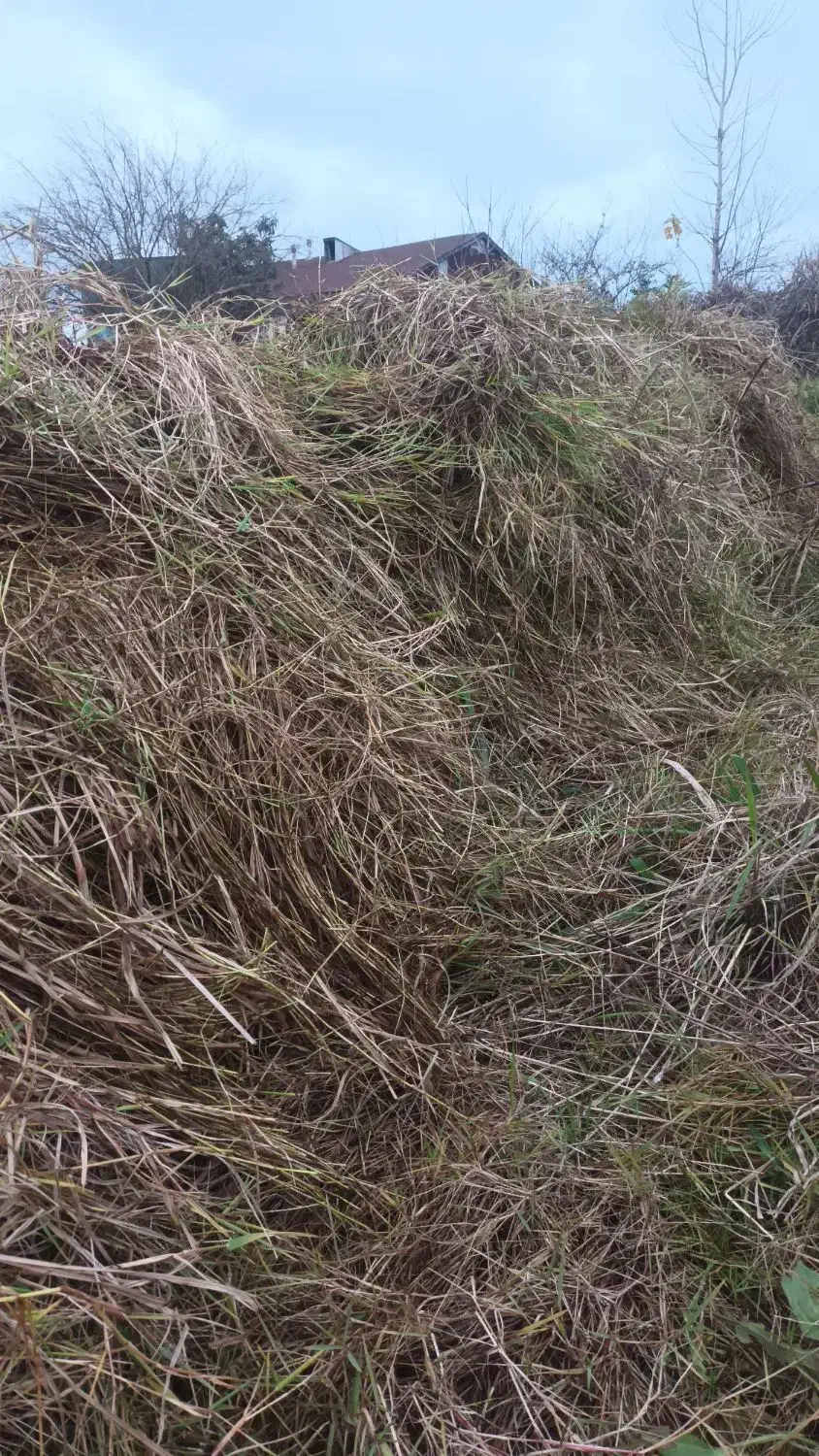 سرچینا|اسب و تجهیزات اسب‌سواری|رشت, بوسار|دیوار