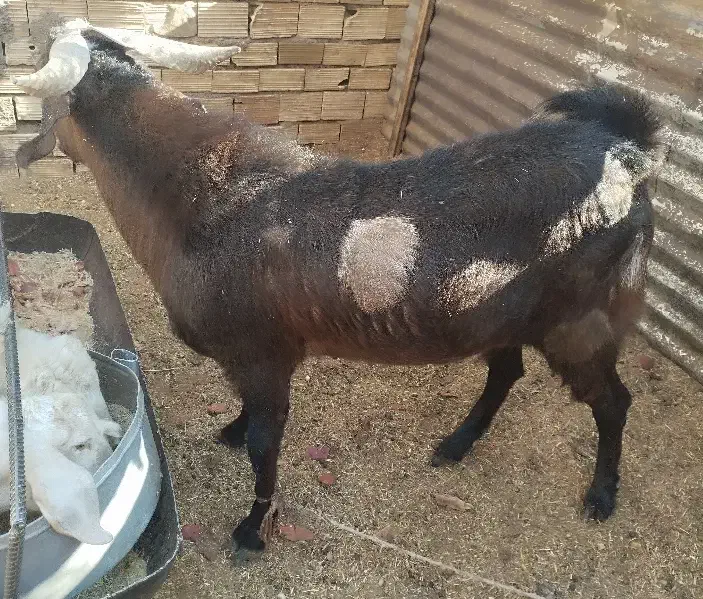 گوسفند|حیوانات مزرعه|میبد, |دیوار