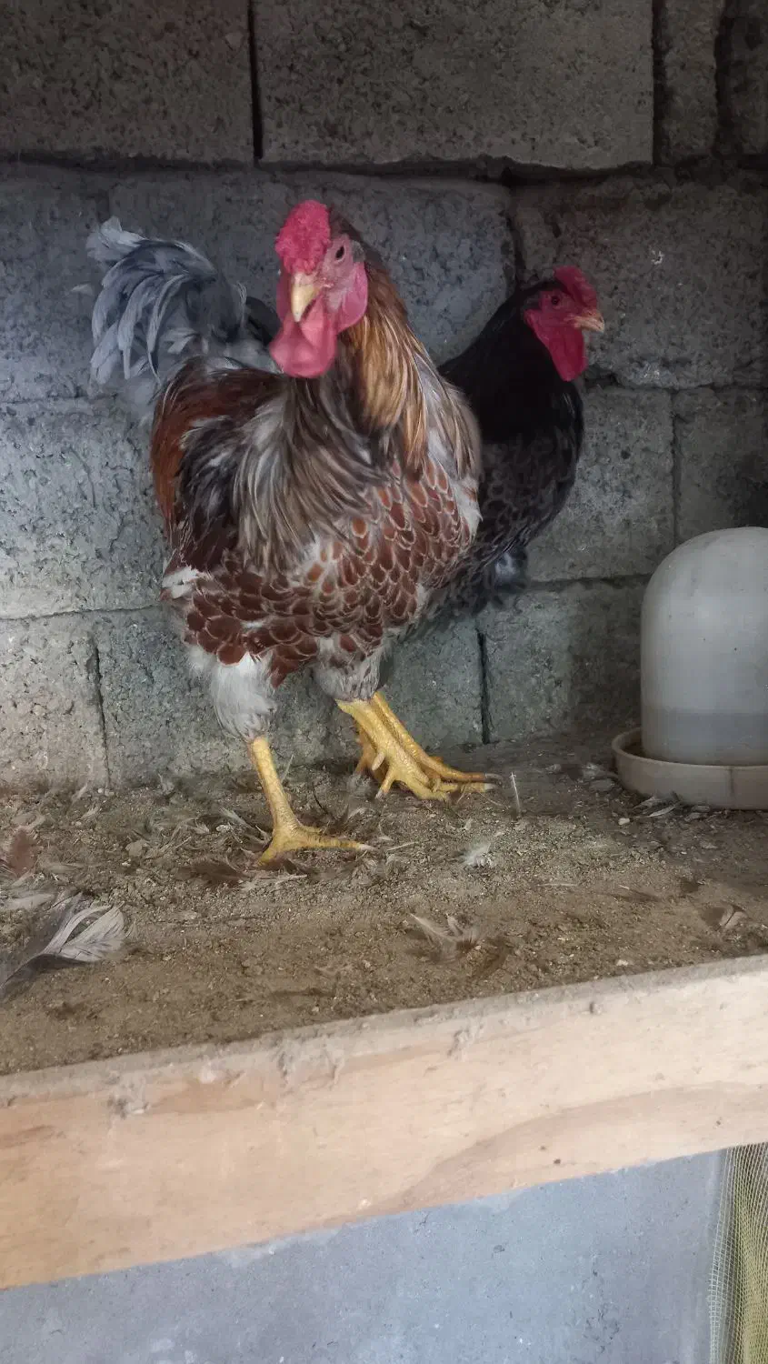 ویاندت بلو رد و اورنج|حیوانات مزرعه|بابل, |دیوار