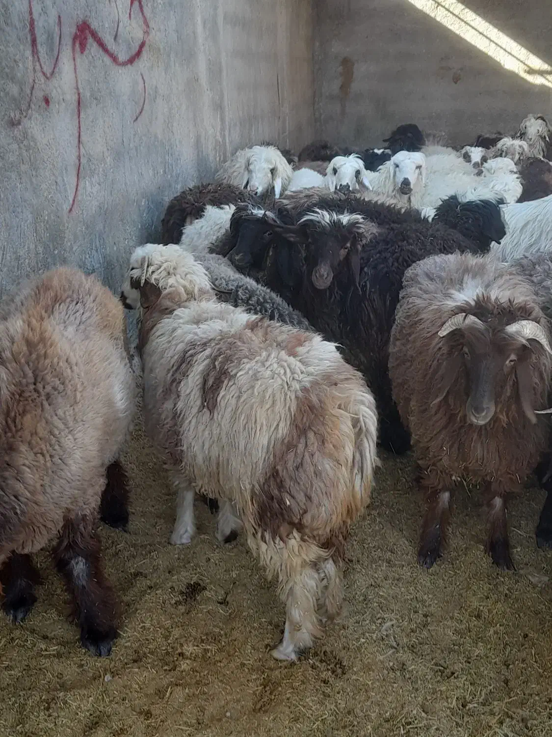 بز و بره چاق|حیوانات مزرعه|مرودشت, رامجرد یک|دیوار