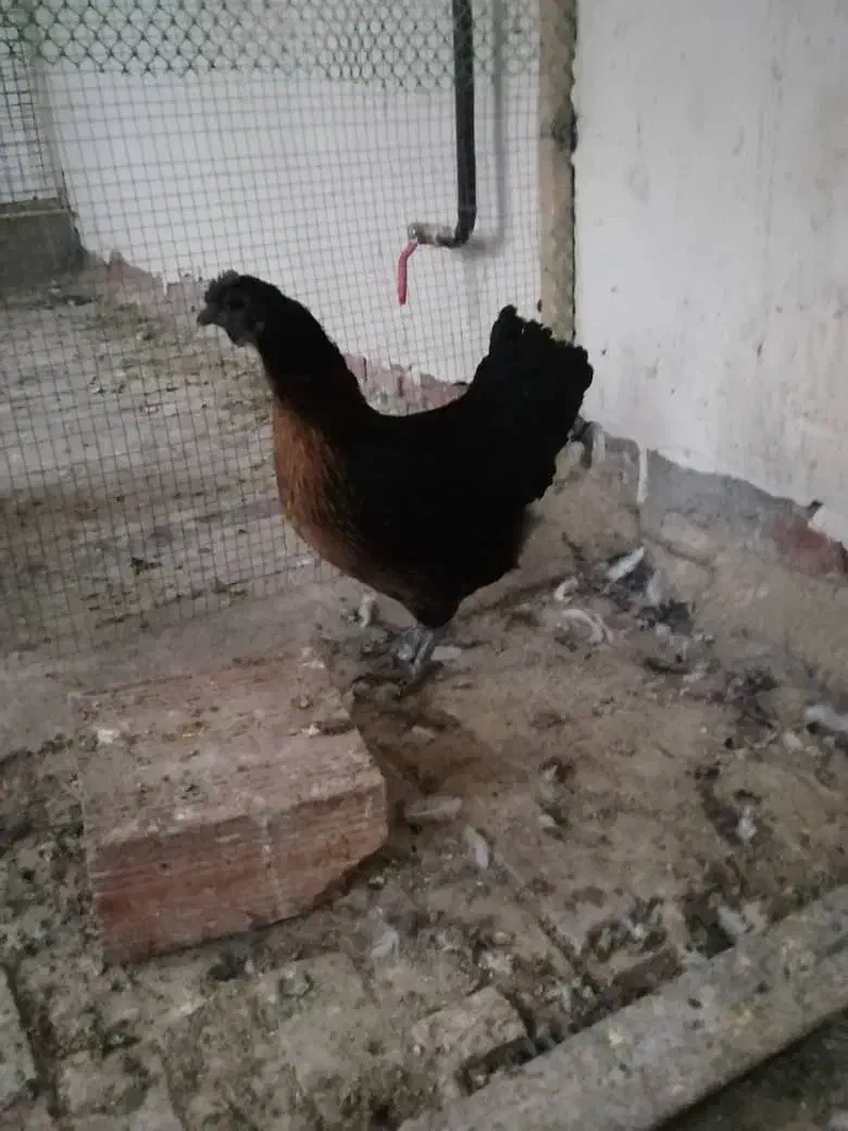 مرغ وخروس لاکندزی و ...|حیوانات مزرعه|شیراز, غدیر شمالی|دیوار