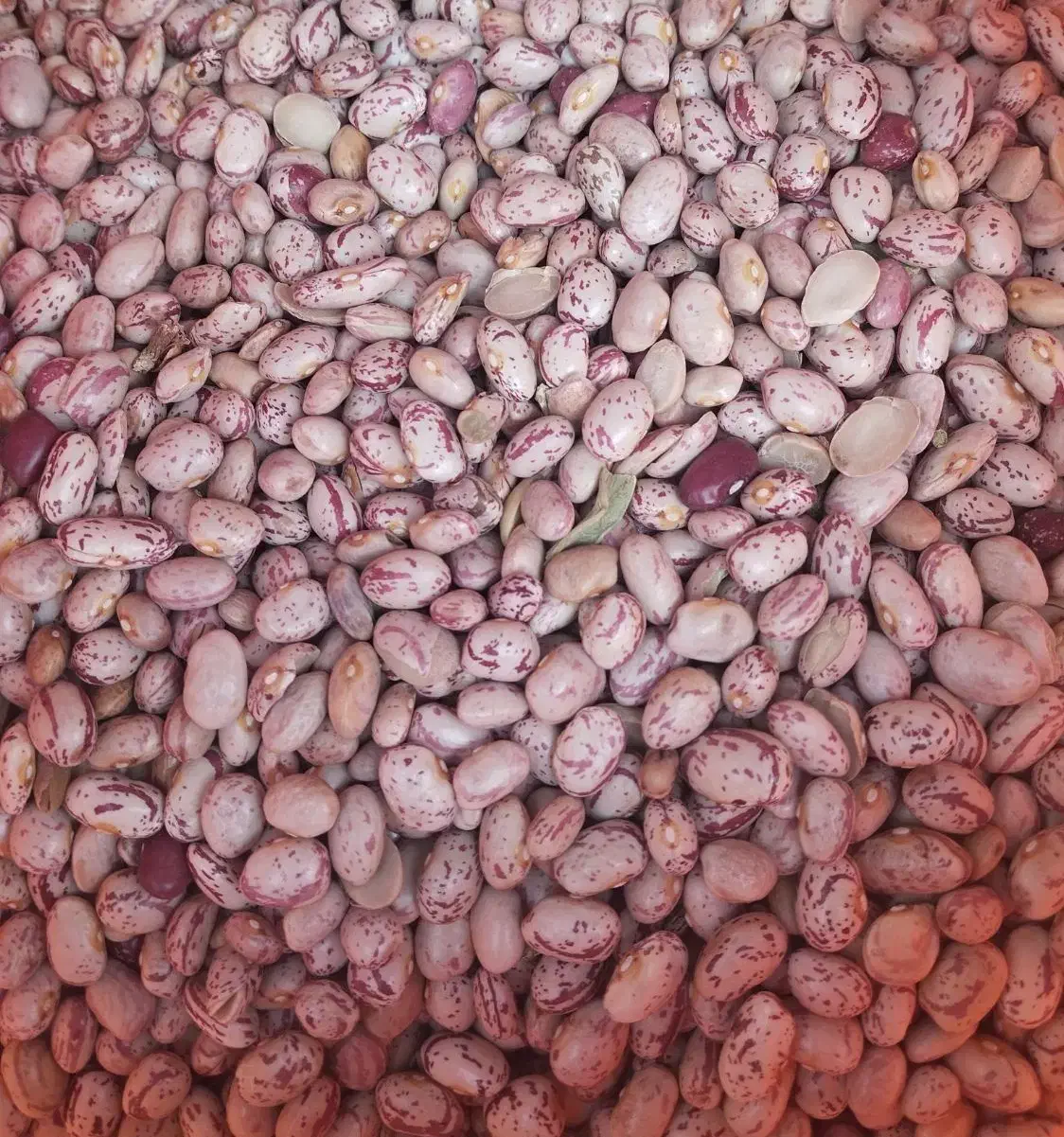 لوبیا چیتی محلی|خوردنی و آشامیدنی|جیرفت, |دیوار