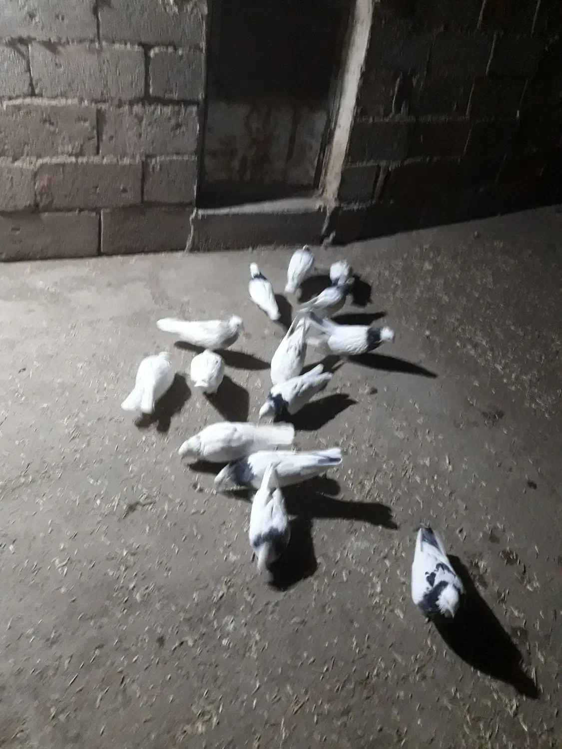 کبوتر|پرنده|سقز, |دیوار