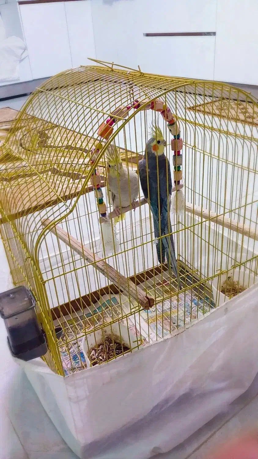 عروس هلندی|پرنده|رودبنه, |دیوار