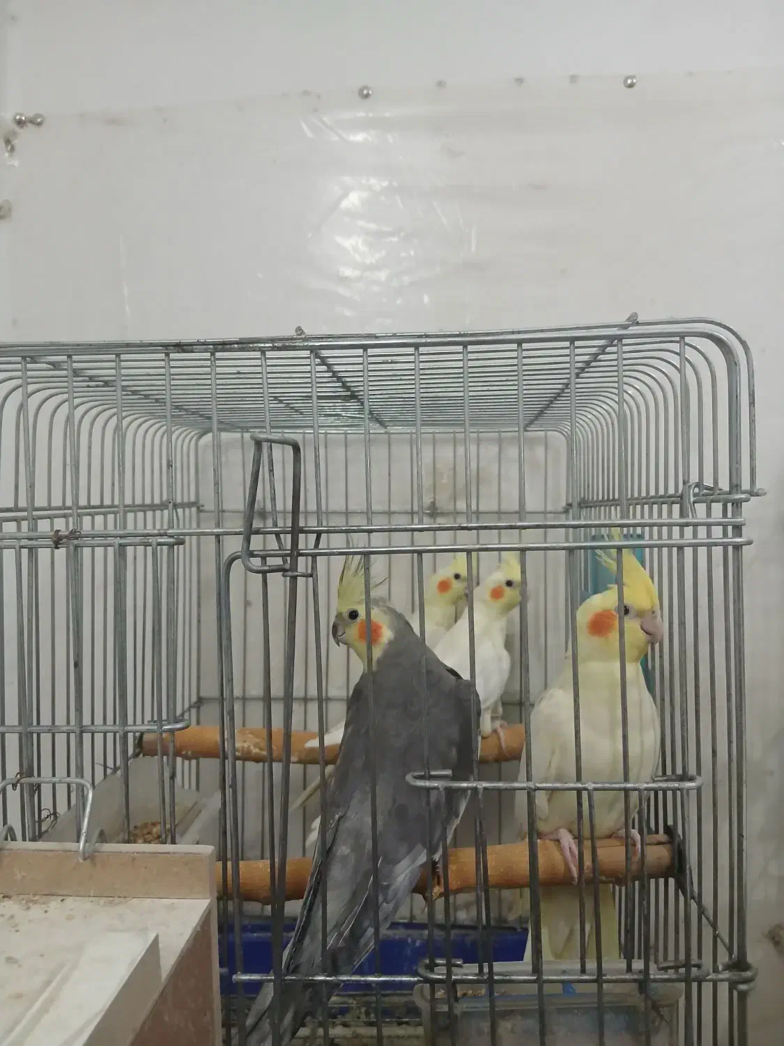 عروس هلندی|پرنده|بهبهان, |دیوار