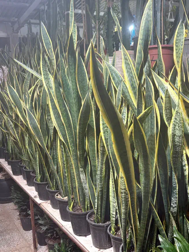 سانسوریا انواع گل وگیاه اپارتمانی|گل و گیاه طبیعی|تهران, مشیریه|دیوار