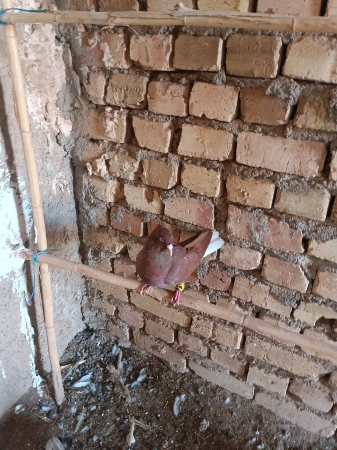 کبوتر دم سفید|پرنده|دشتابی, |دیوار