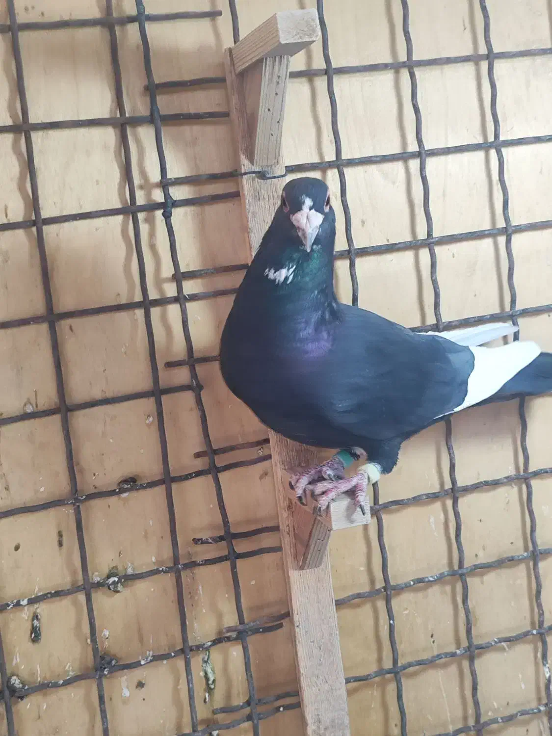 کبوتر پلنگ.انگل.پاکسازی|پرنده|رفسنجان, |دیوار