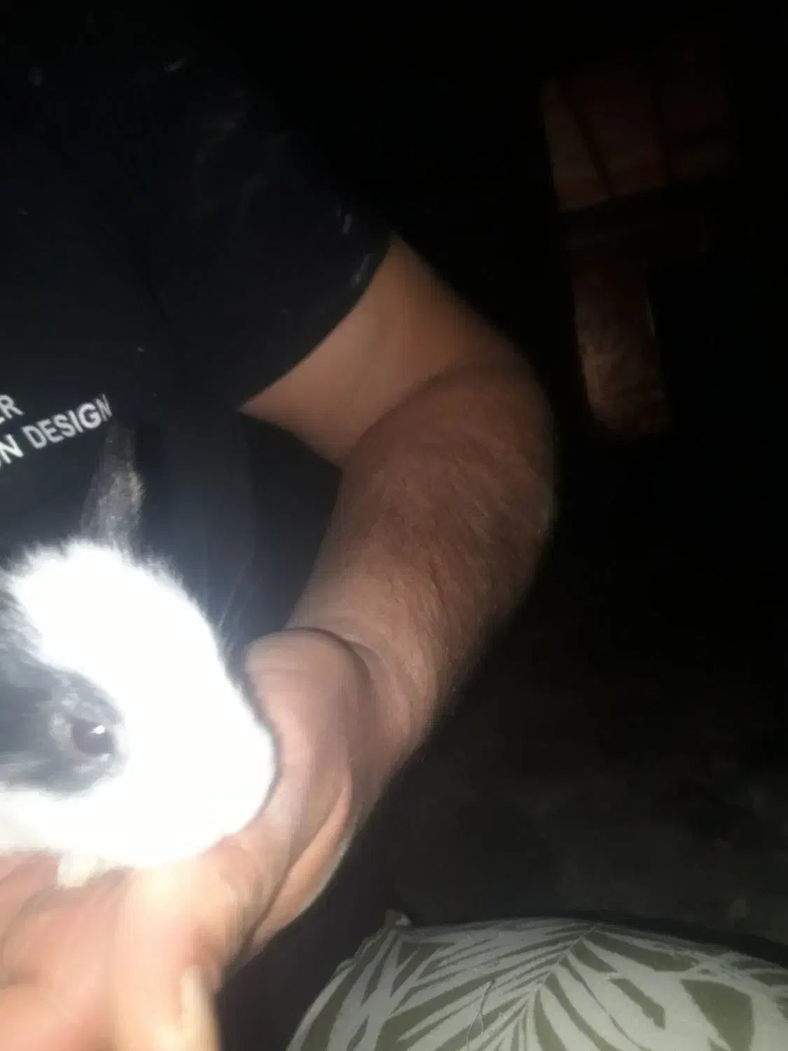 فروش خرگوش|موش و خرگوش|مهریز, |دیوار