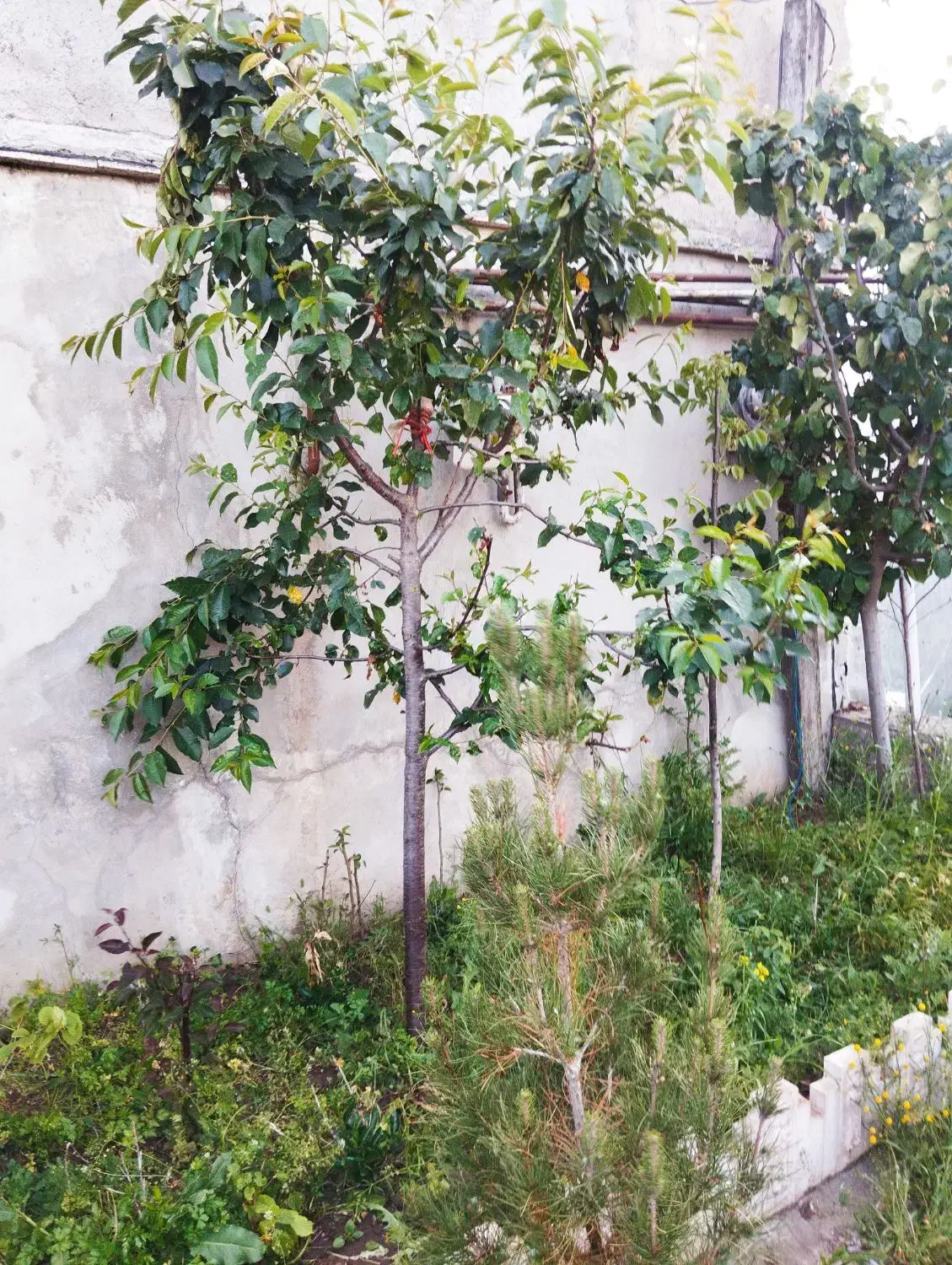 نهال|خدمات باغبانی و درختکاری|نمین, |دیوار