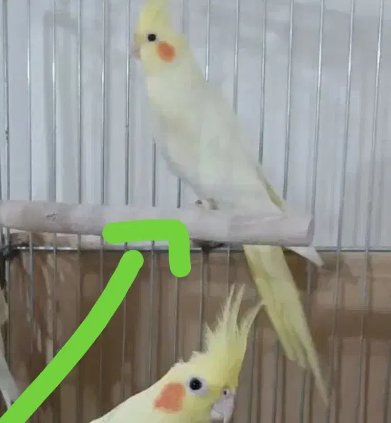 عروس هلندی لوتینو|پرنده|درگزین, |دیوار