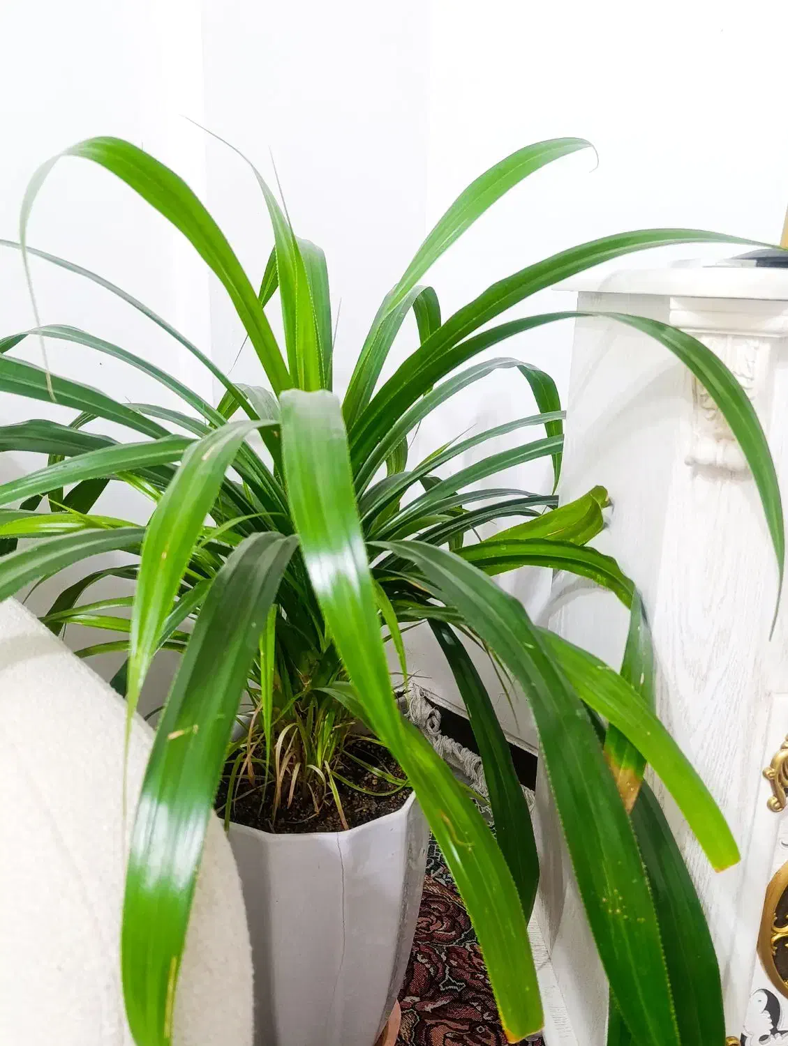 گل طبیعی زیبا|گل و گیاه طبیعی|پاکدشت, پاکدشت (مامازند)|دیوار