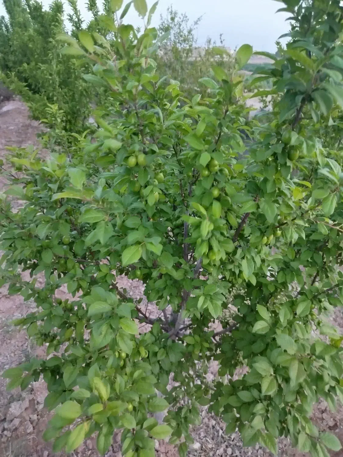 زمین باغی|فروش دفتر صنعتی، کشاورزی، تجاری|حبیب آباد, |دیوار