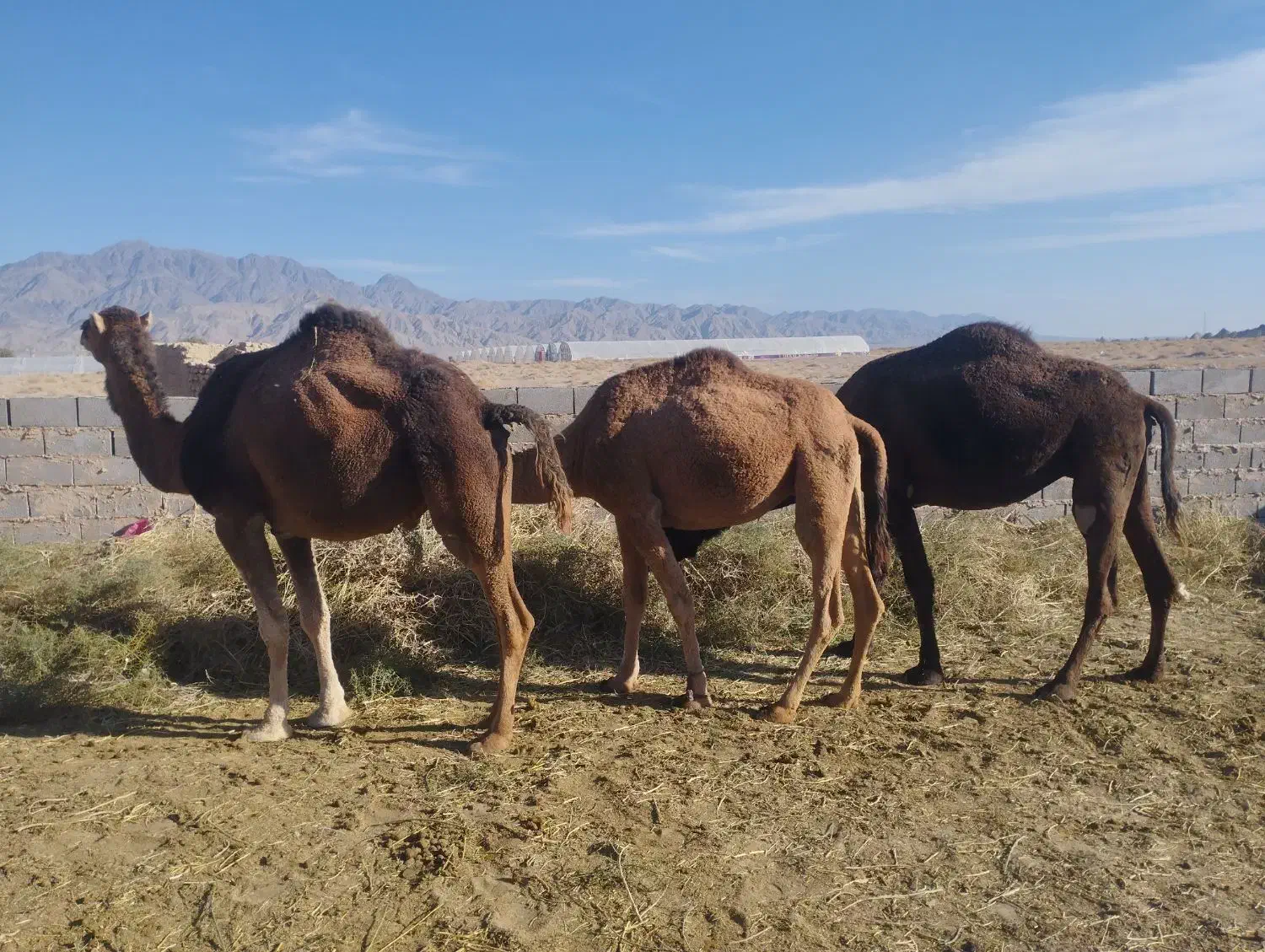 3تا شتر|حیوانات مزرعه|ریگ ملک, |دیوار