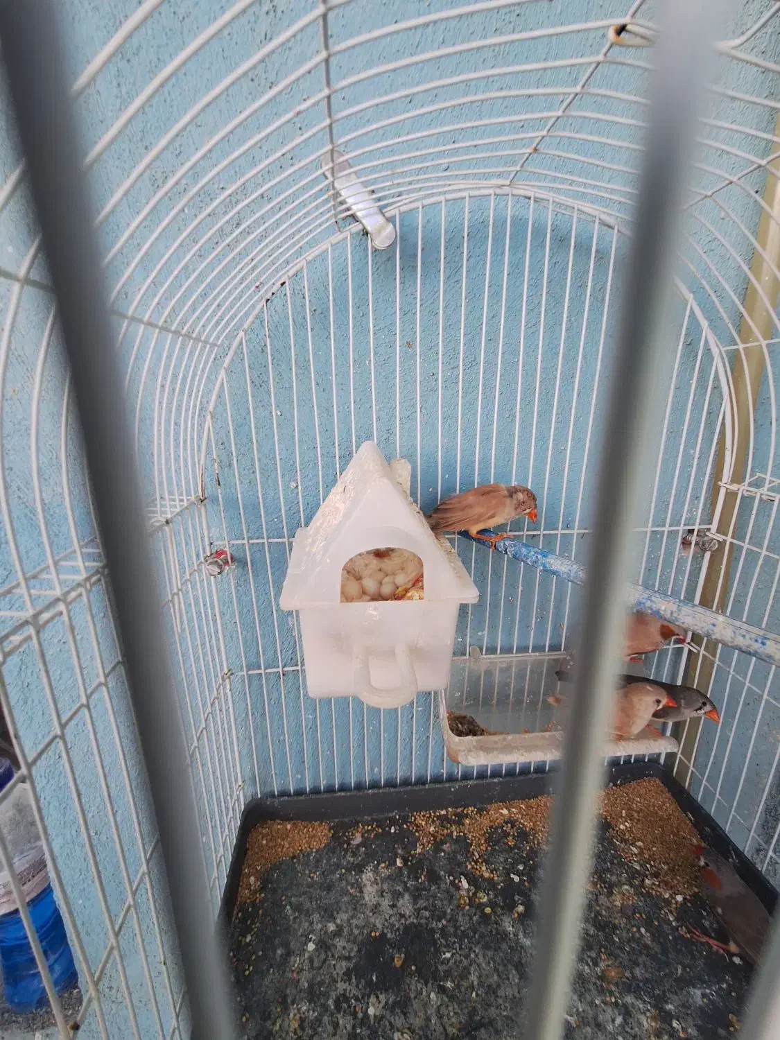 فنچ|پرنده|سهند, |دیوار