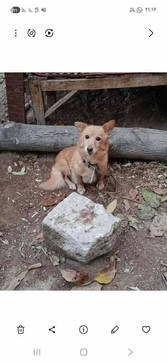 پاکوتا گم شده ماده ۱۰ساله|حیوانات|مراغه, |دیوار