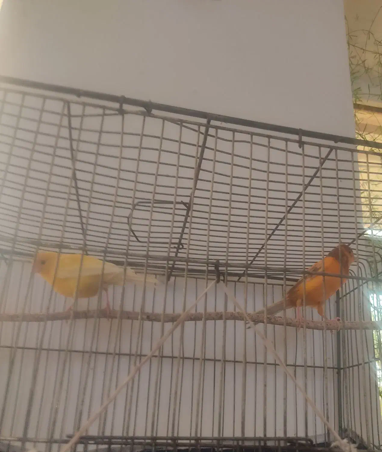 فروش قناری|پرنده|ابرکوه, |دیوار