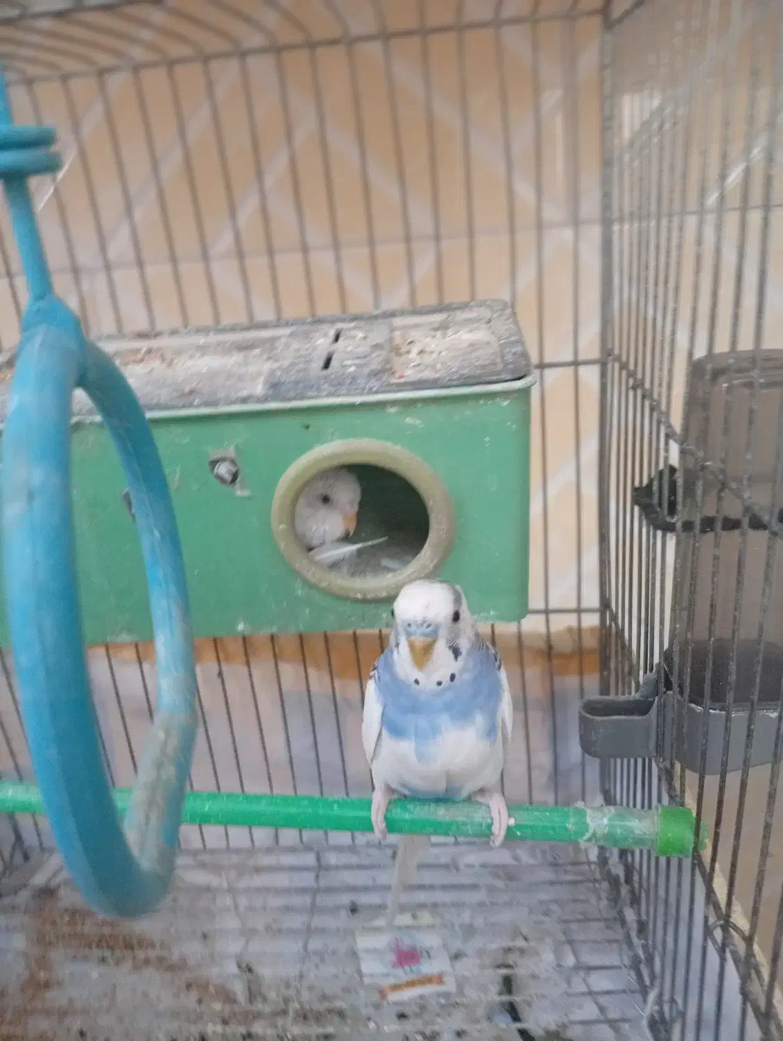 مرغ عشق|پرنده|کرمانشاه, |دیوار