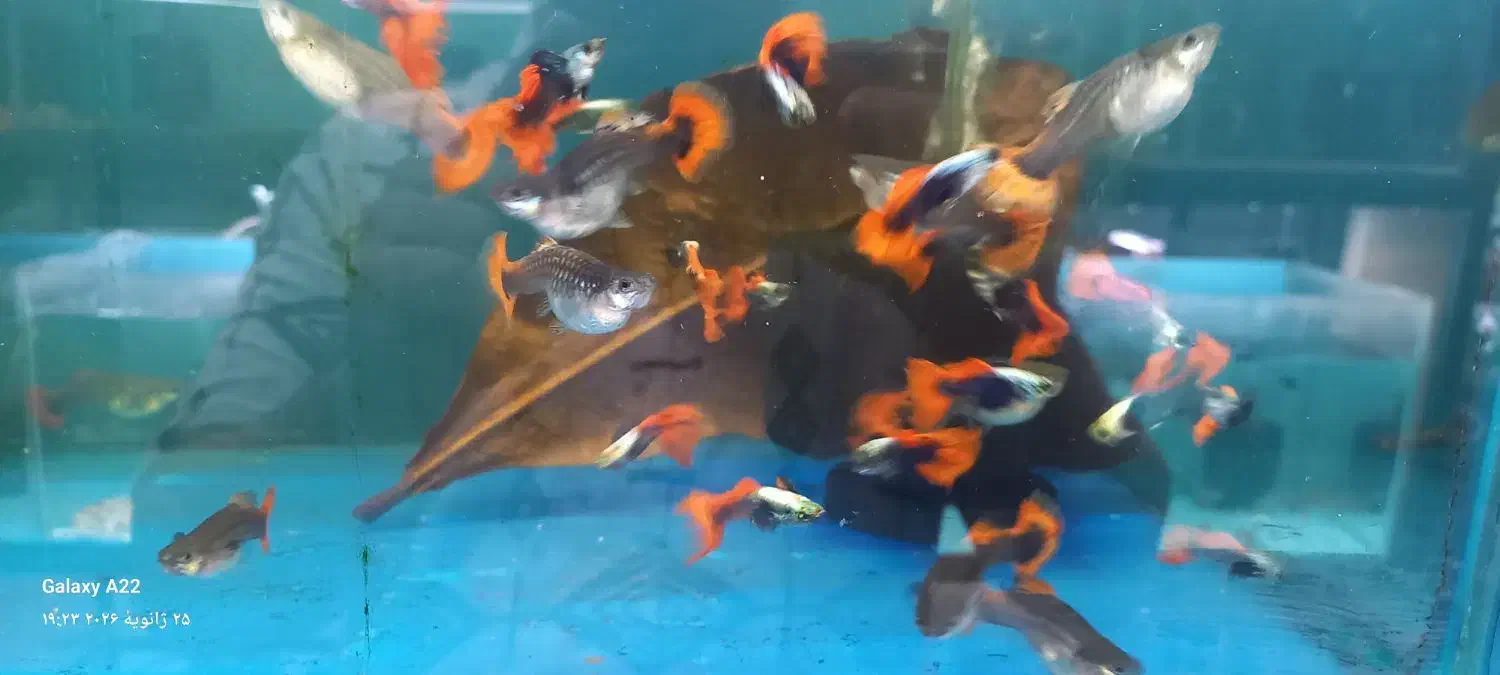 گوپی|ماهی|اسلام‌شهر, مطهری|دیوار