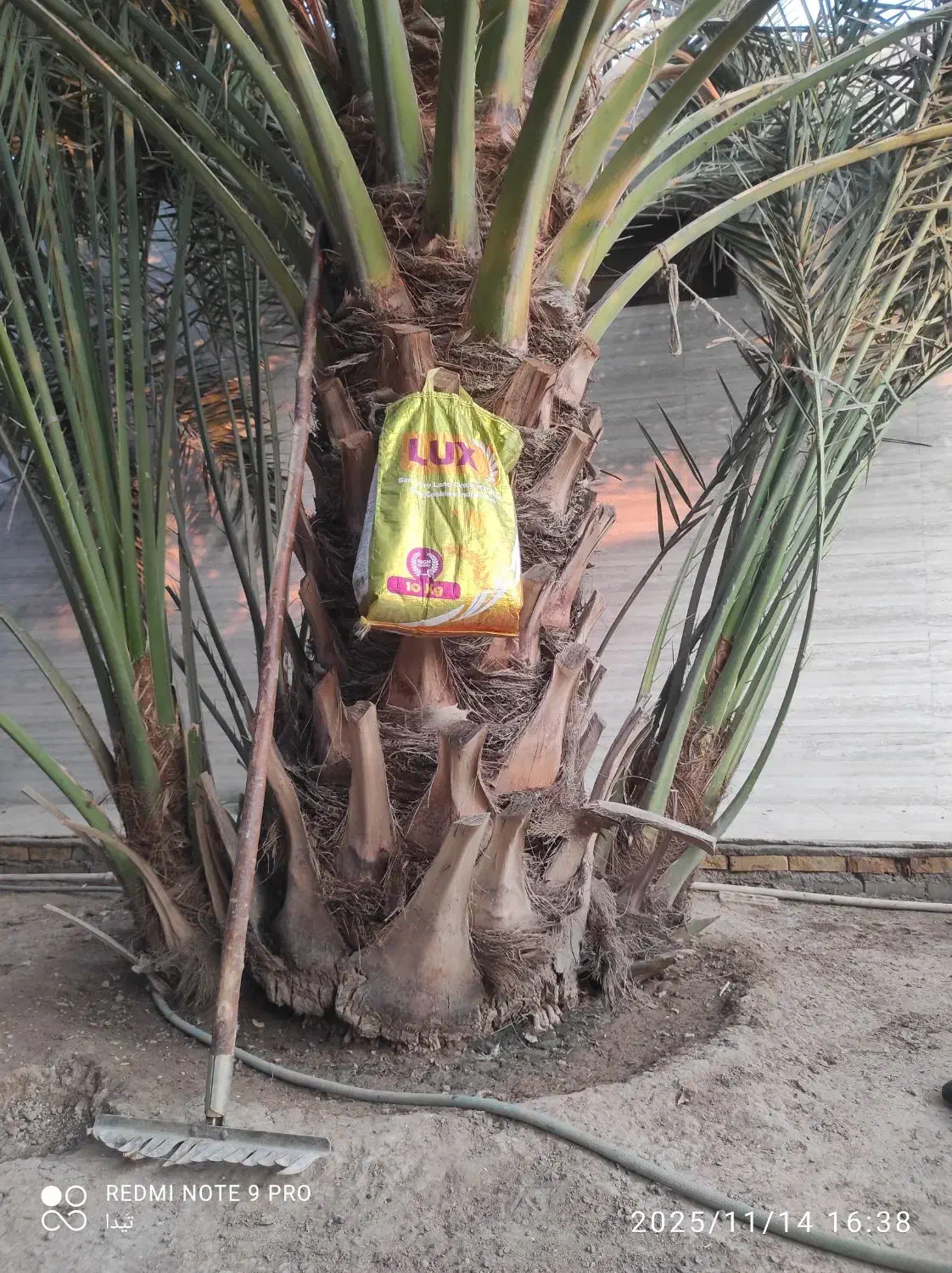 پاجوش نخل برحی|گل و گیاه طبیعی|خرمشهر, |دیوار