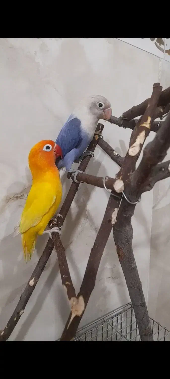 طوطی برزیلی|پرنده|چهارباغ, |دیوار