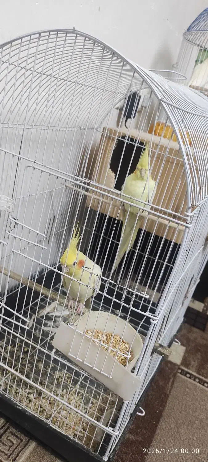 عروس هلندی|پرنده|قائم‌شهر, |دیوار