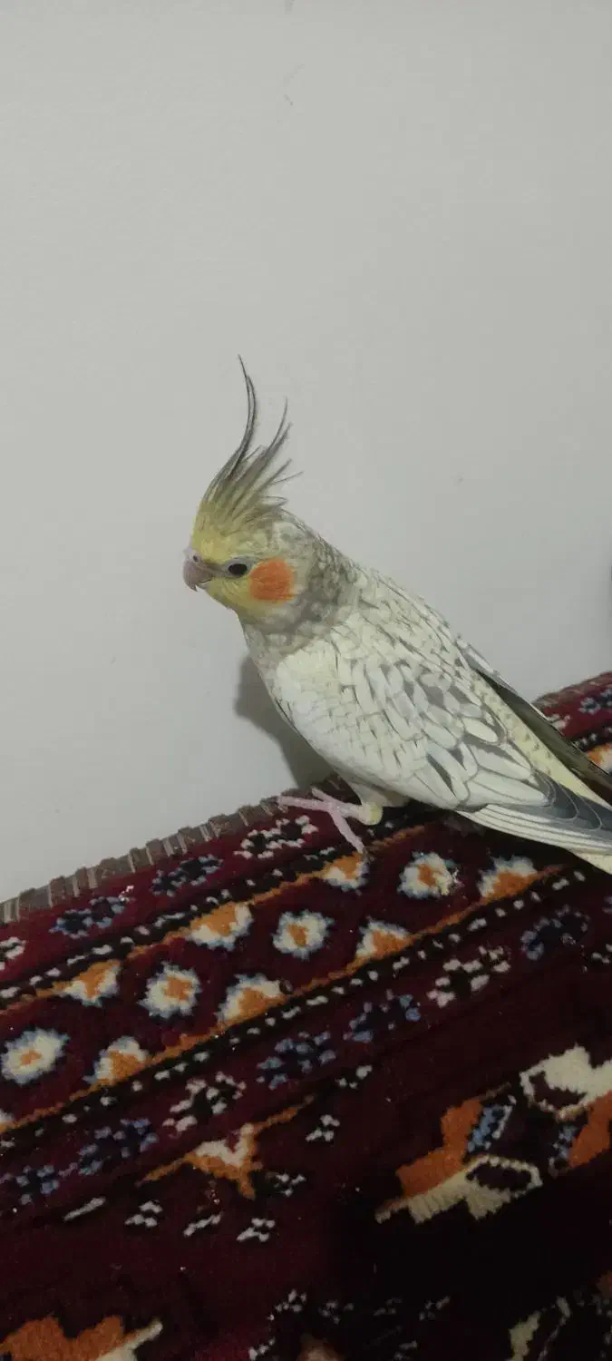 سلام جوجه دوماهه کاملاً دونخور سالم و سرحال|پرنده|تهران, جوادیه تهرانپارس|دیوار