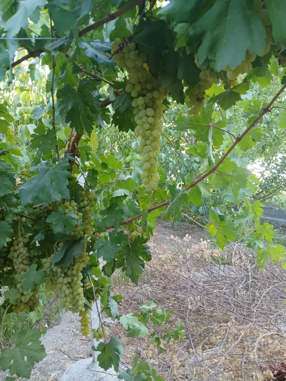 پرستاری سالمند|استخدام درمانی، زیبایی، بهداشتی|اقلید, |دیوار