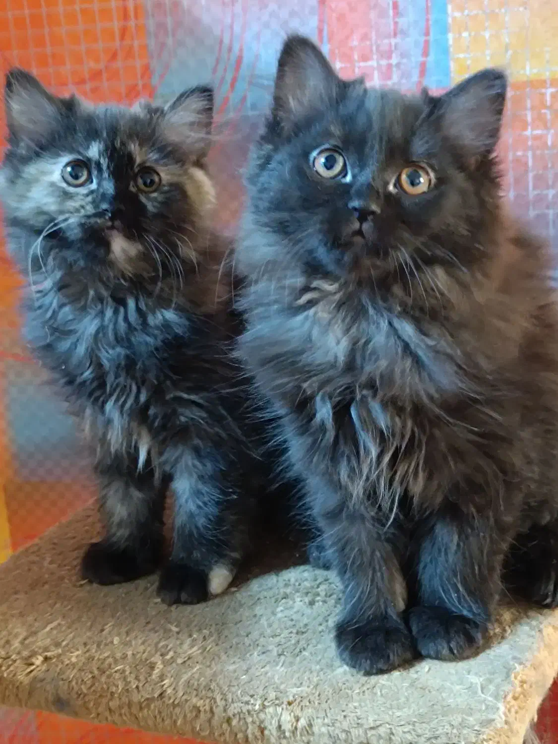 گربه پرشین|گربه|شیراز, درکی|دیوار