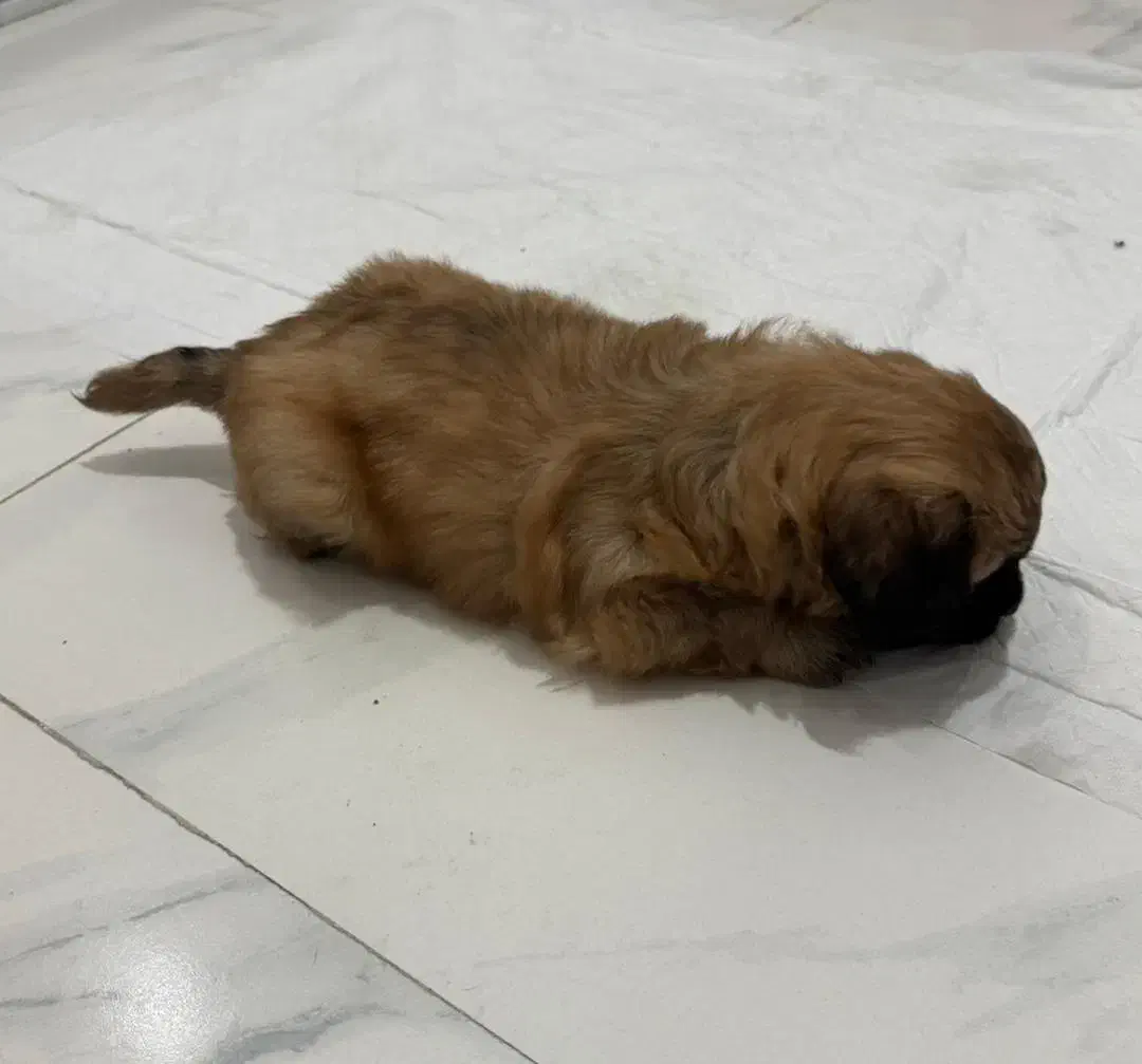 سگ شیتزو|سگ|باقرشهر, |دیوار