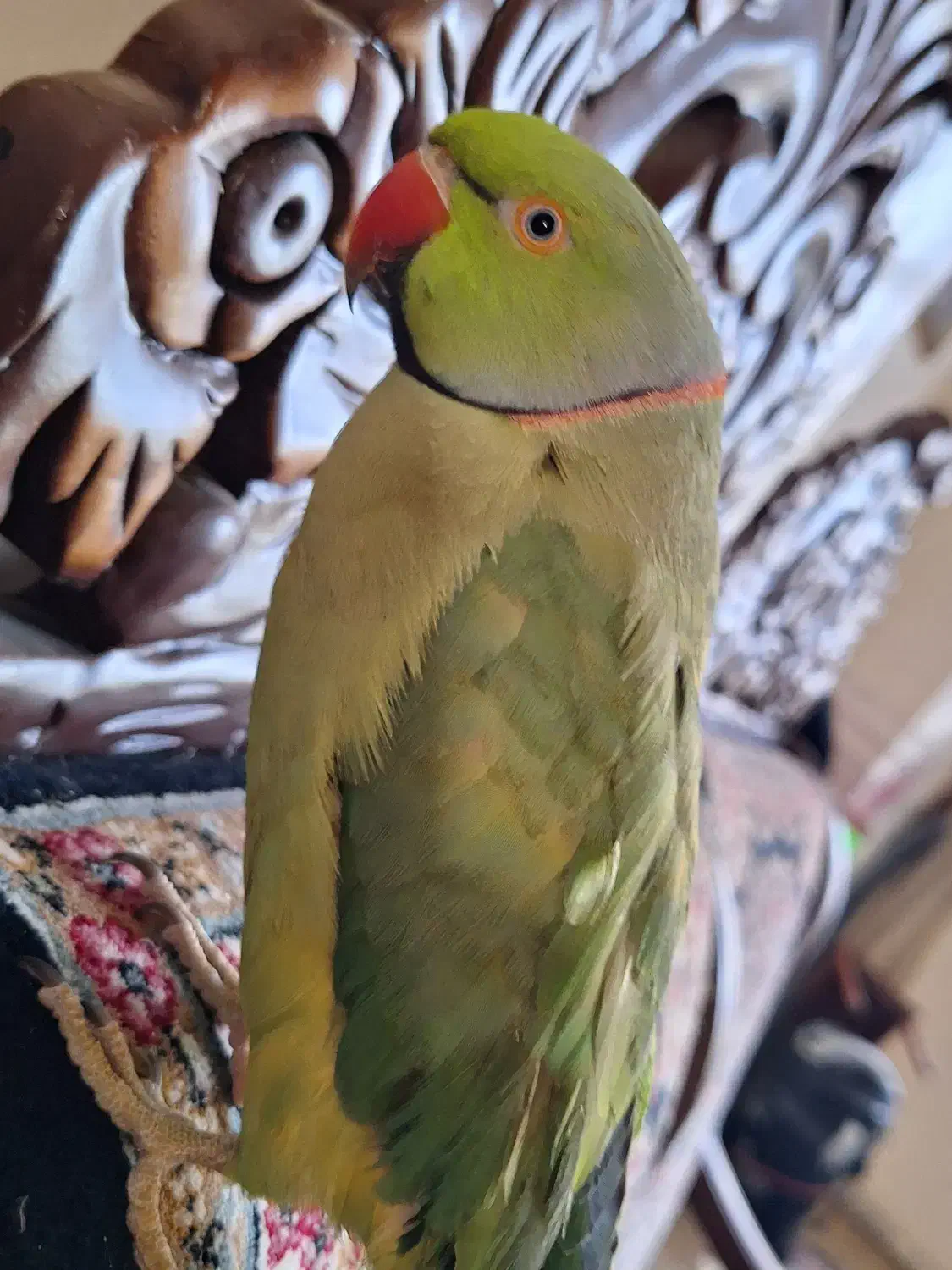 طوطی گمشده اطراف شهرک رزمندگان|حیوانات|زرند, |دیوار