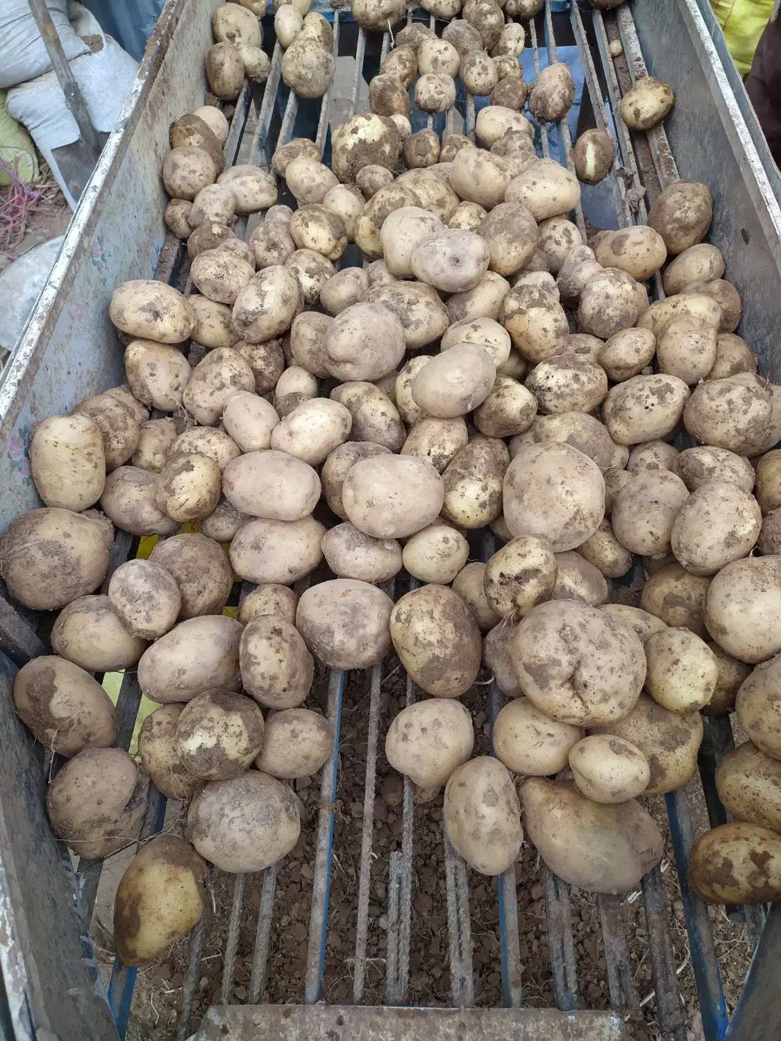 سیب زمینی فراهان|خوردنی و آشامیدنی|کمیجان, |دیوار