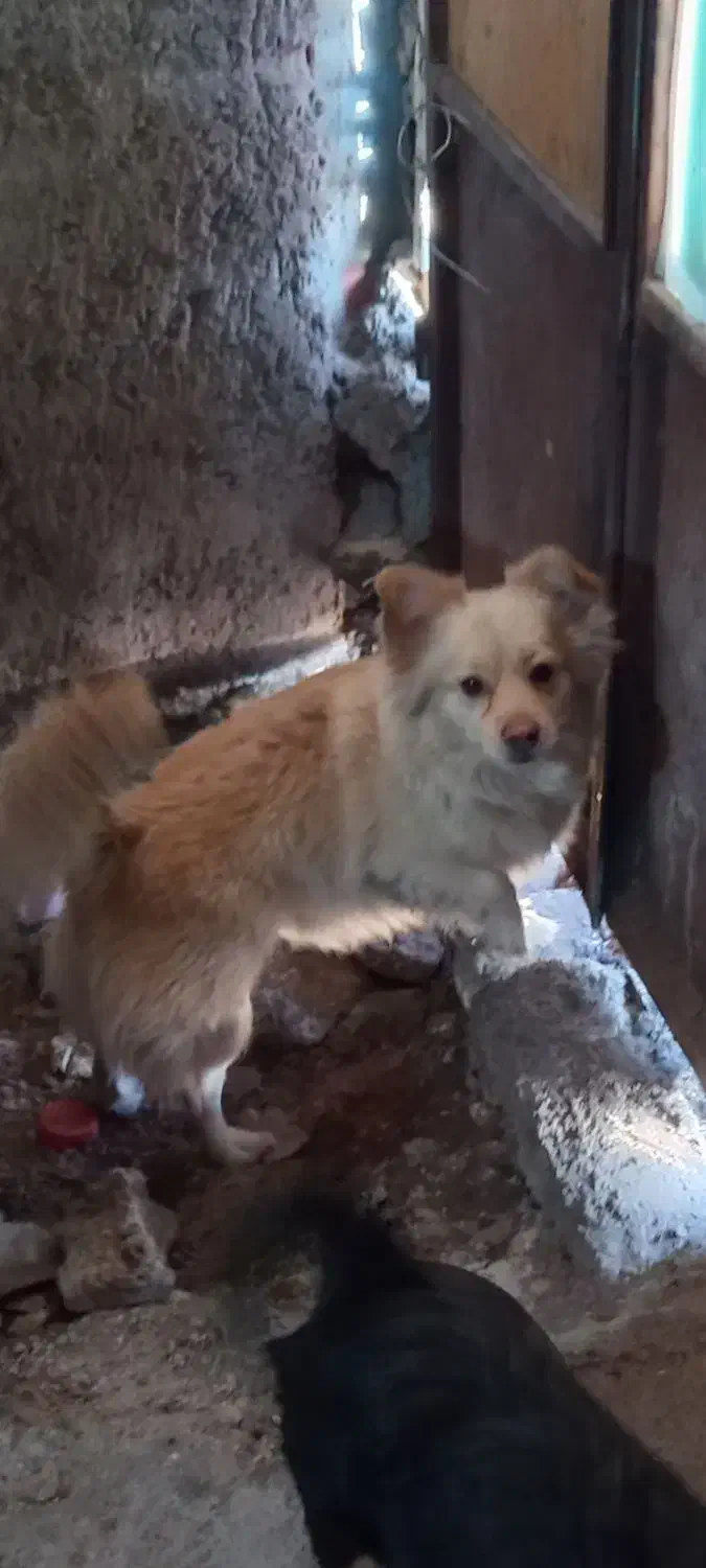 فروش دو عدد سگ|سگ|بم, |دیوار