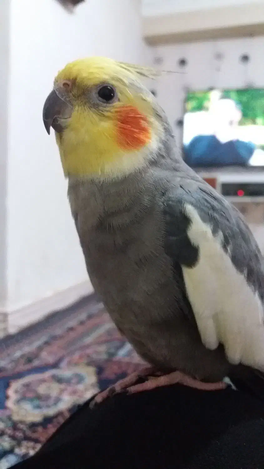 گم شده بنام فندوق|حیوانات|رشت, گیل|دیوار