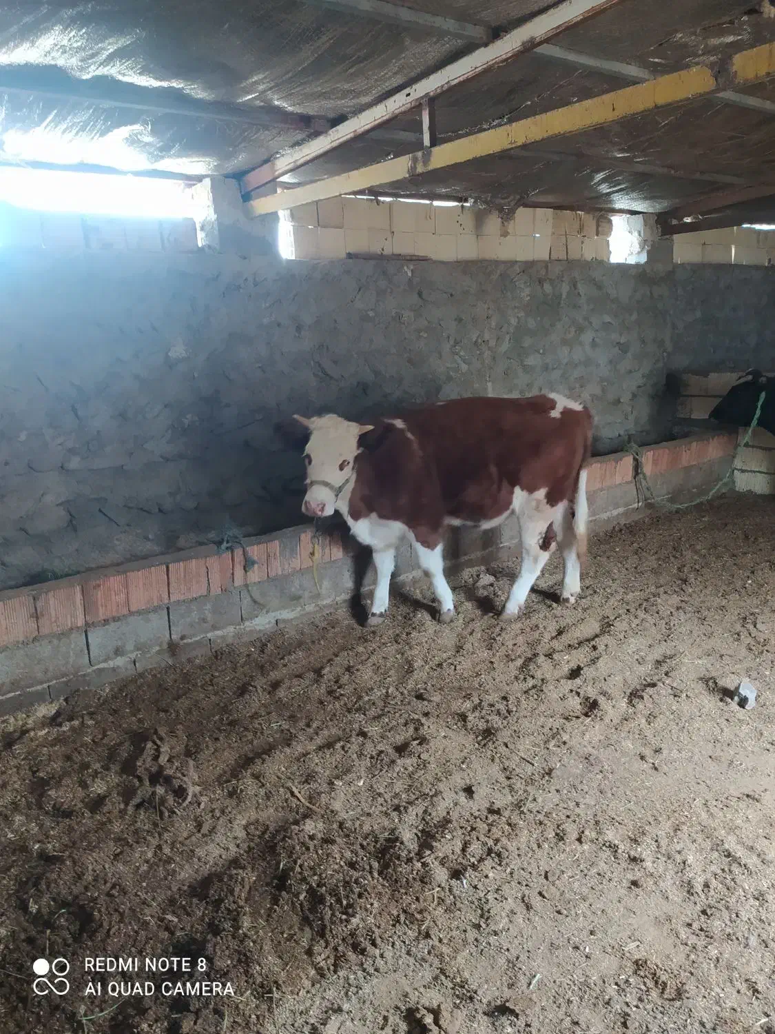 گوساله گاو|حیوانات مزرعه|راز وجرگلان, |دیوار