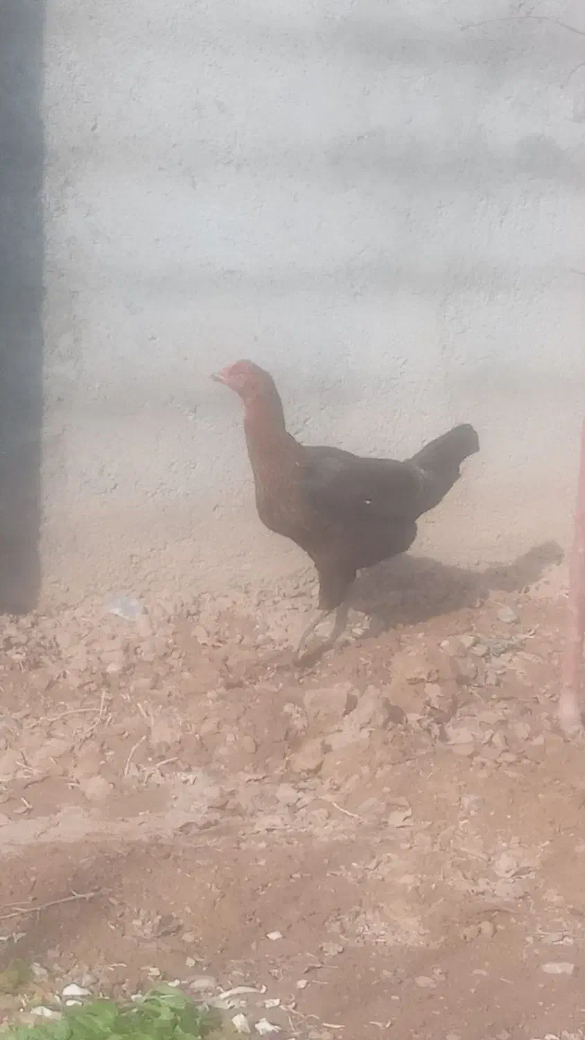 مرغ|حیوانات مزرعه|مشهد, خواجه ربیع|دیوار