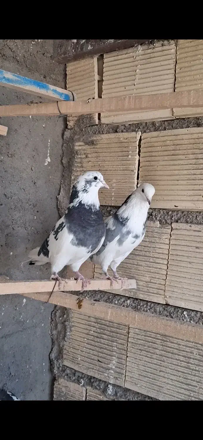 کفتر یاکبوتر|پرنده|ساوه, |دیوار