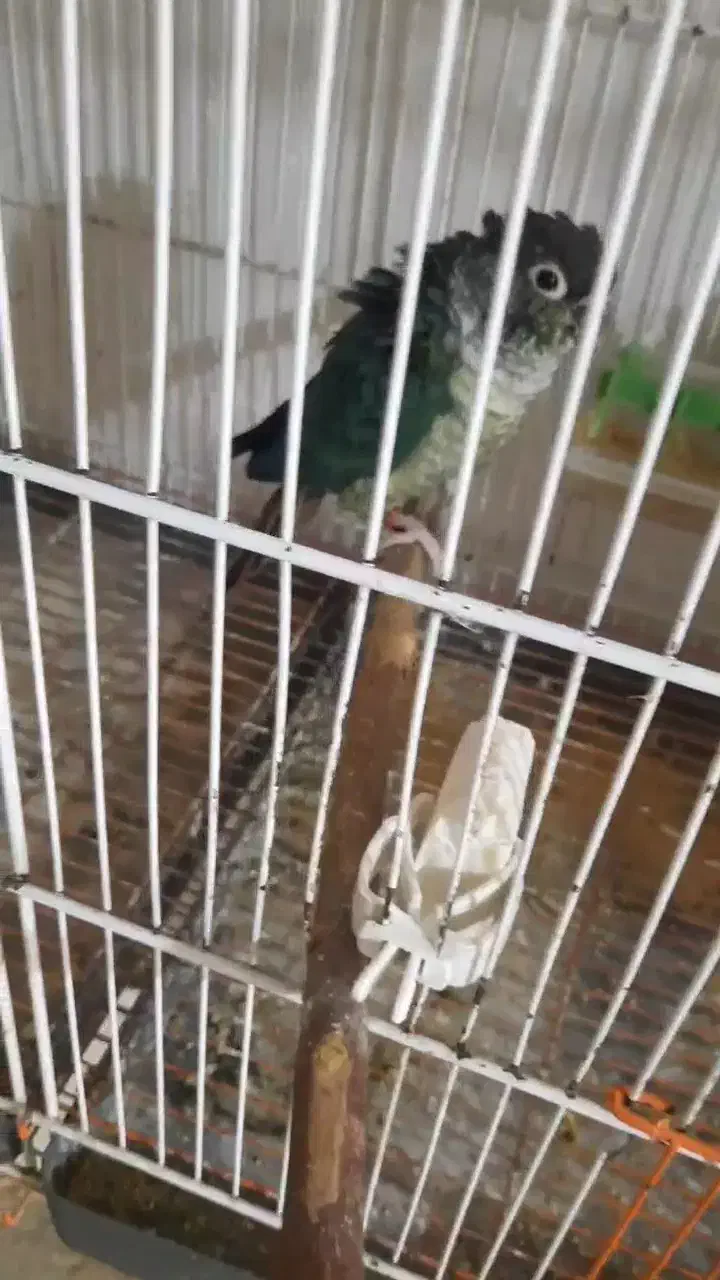 یک جفت گیرنچیگ بشرط|پرنده|قم, خاکفرج|دیوار