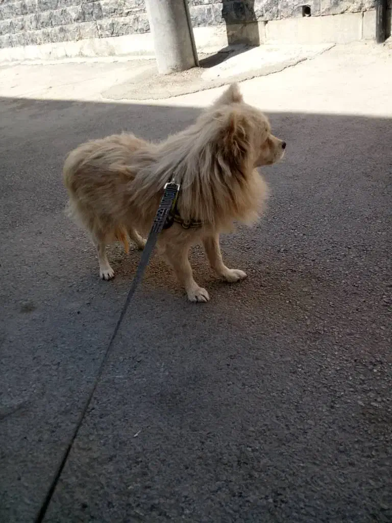 پامر نر|سگ|اصفهان, زاجان|دیوار