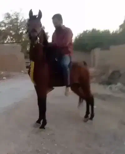 اسب در حدسیلمی سلطنتی|اسب و تجهیزات اسبسواری|تهران, آرژانتین|دیوار