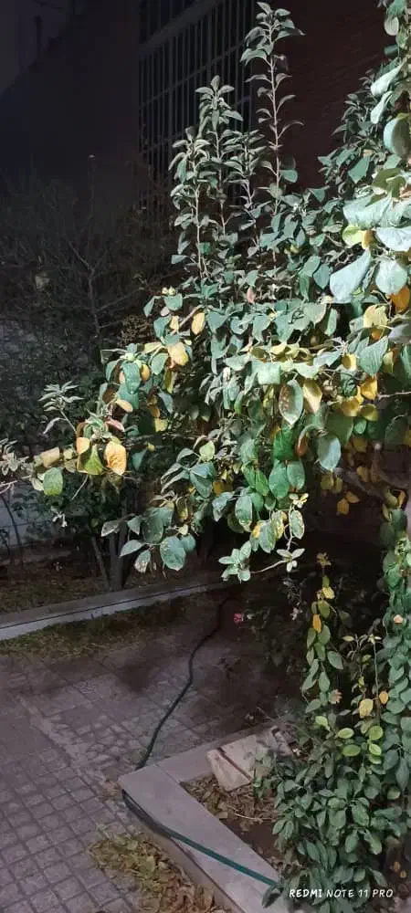 آپارتمان شیک و حیاط دار