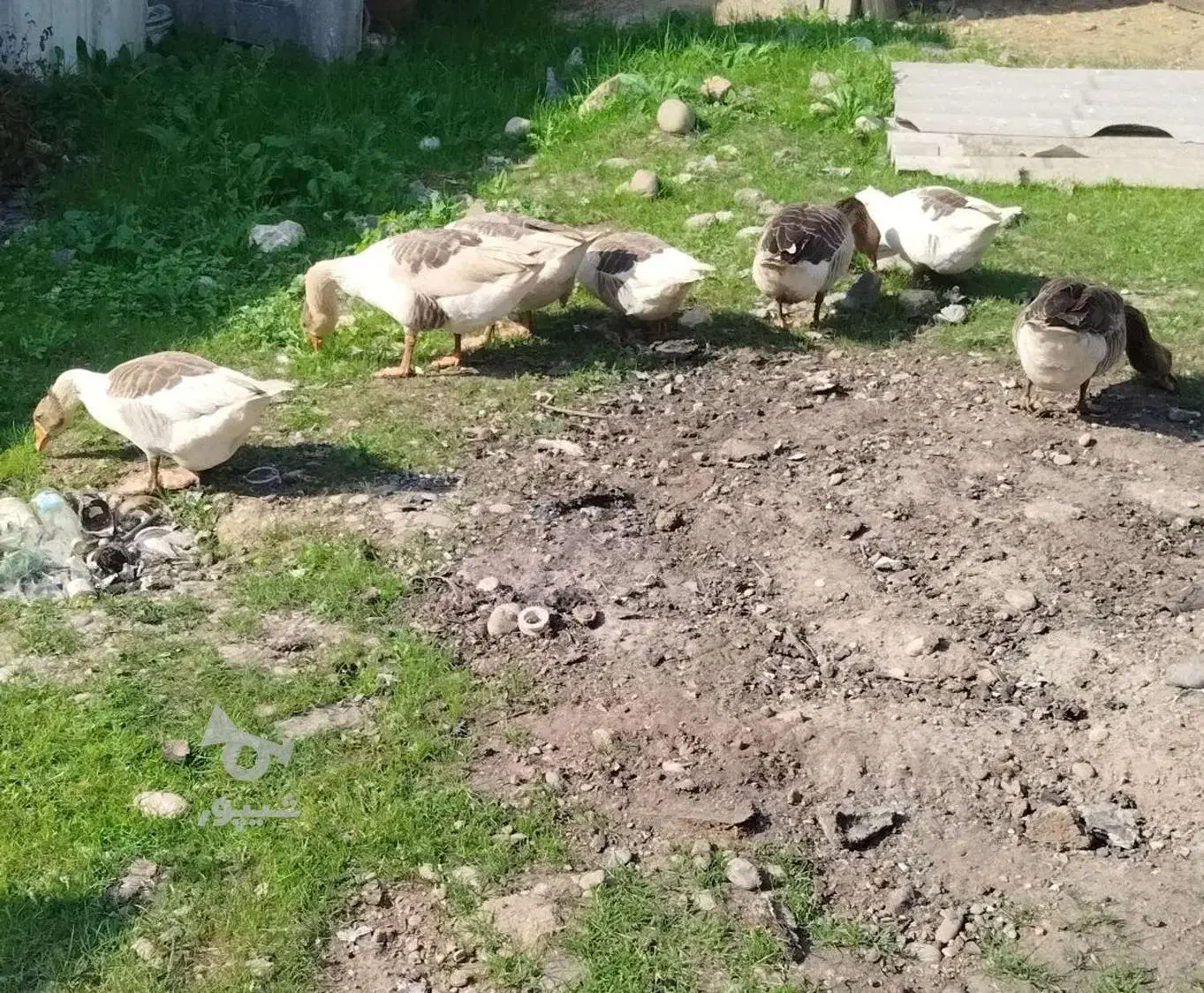 فروش ۵ عدد غاز|پرنده|بروجرد, |دیوار