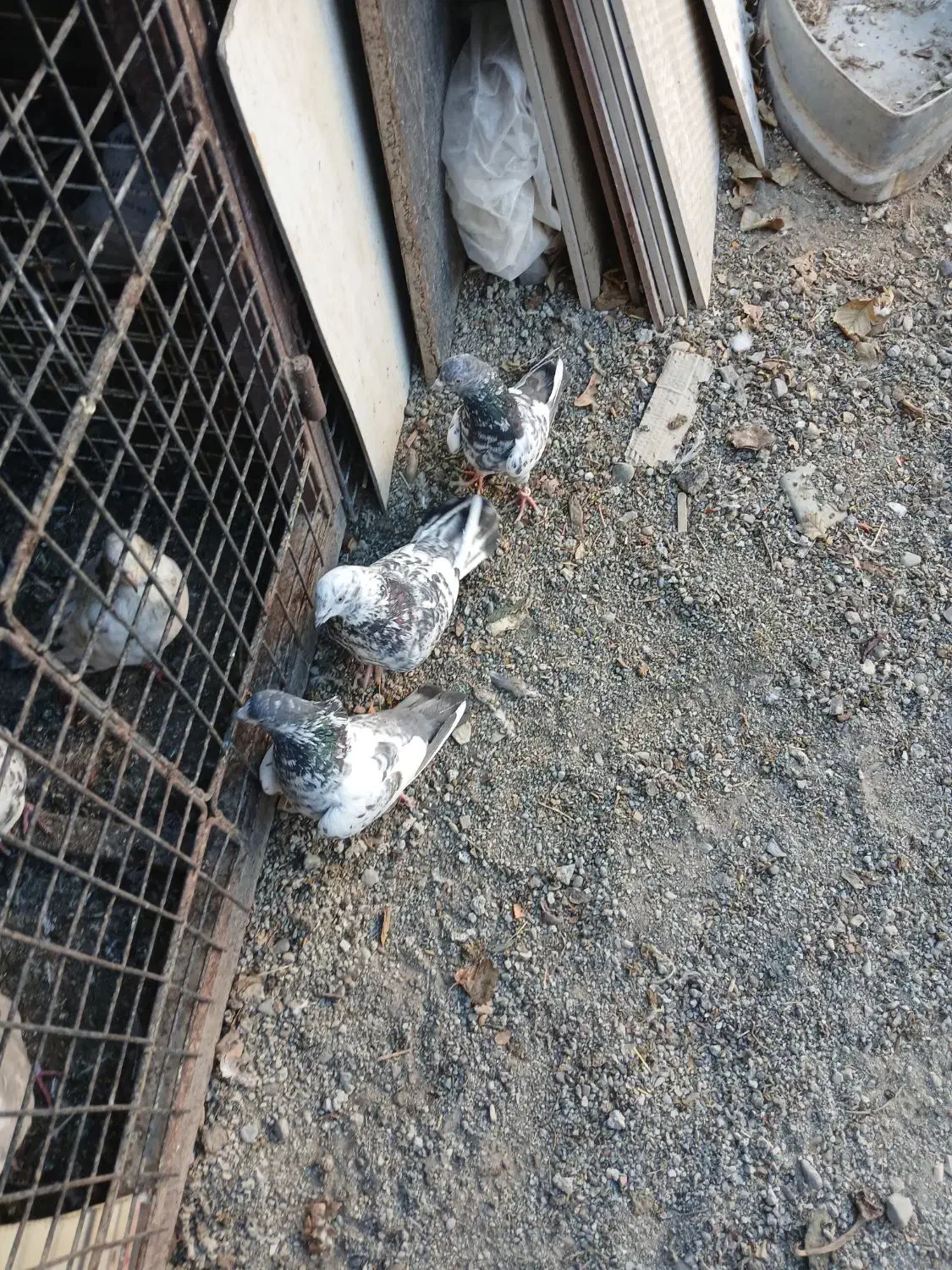 کبوتر خوب سه عدد|پرنده|صفادشت, |دیوار